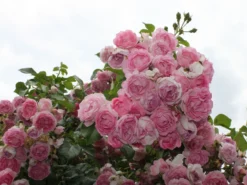 Kletterrose 'Jasmina' ®