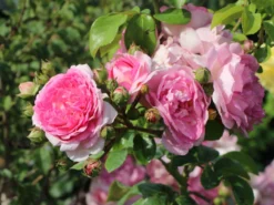 Kletterrose 'Jasmina' ® -Deutschland Garten Funk Verkaufs-Shop kletterrose jasmina m009332 w 0