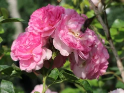 Kletterrose 'Jasmina' ® -Deutschland Garten Funk Verkaufs-Shop kletterrose jasmina m009332 w 2