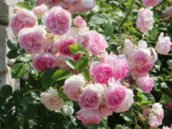 Kletterrose 'Jasmina' ® -Deutschland Garten Funk Verkaufs-Shop kletterrose jasmina m009332 w 5