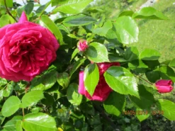 Kletterrose 'Laguna' ® -Deutschland Garten Funk Verkaufs-Shop kletterrose laguna m003518 126843 0