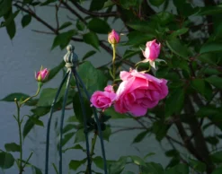 Kletterrose 'Laguna' ® -Deutschland Garten Funk Verkaufs-Shop kletterrose laguna m003518 1341765 0