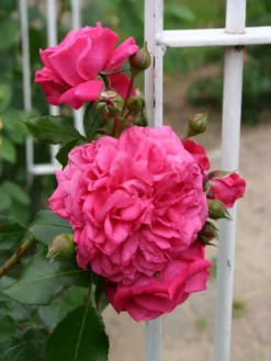 Kletterrose 'Laguna' ® -Deutschland Garten Funk Verkaufs-Shop kletterrose laguna m003518 w 0