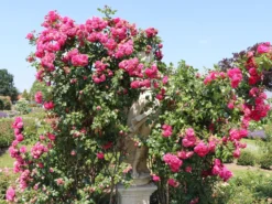 Kletterrose 'Laguna' ® -Deutschland Garten Funk Verkaufs-Shop kletterrose laguna m003518 w 2