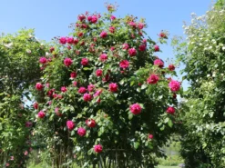 Kletterrose 'Laguna' ® -Deutschland Garten Funk Verkaufs-Shop kletterrose laguna m003518 w 4