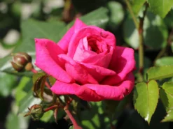 Kletterrose 'Laguna' ® -Deutschland Garten Funk Verkaufs-Shop kletterrose laguna m003518 w 6