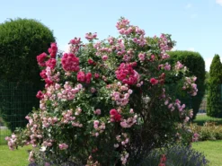 Kletterrose 'Laguna' ® -Deutschland Garten Funk Verkaufs-Shop kletterrose laguna m003518 w 7