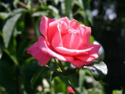 Kletterrose 'Lawinia' ® 19 Kletterrose 'Lawinia' ® -Deutschland Garten Funk Verkaufs-Shop kletterrose lawinia m003360 w 0