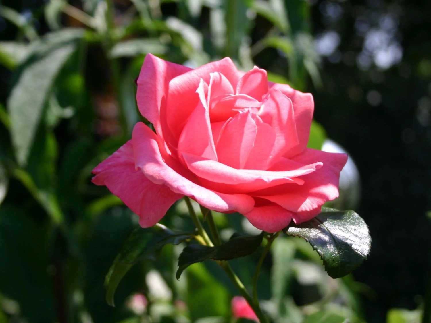 Kletterrose 'Lawinia' ® 7 Kletterrose 'Lawinia' ® – Bild 7