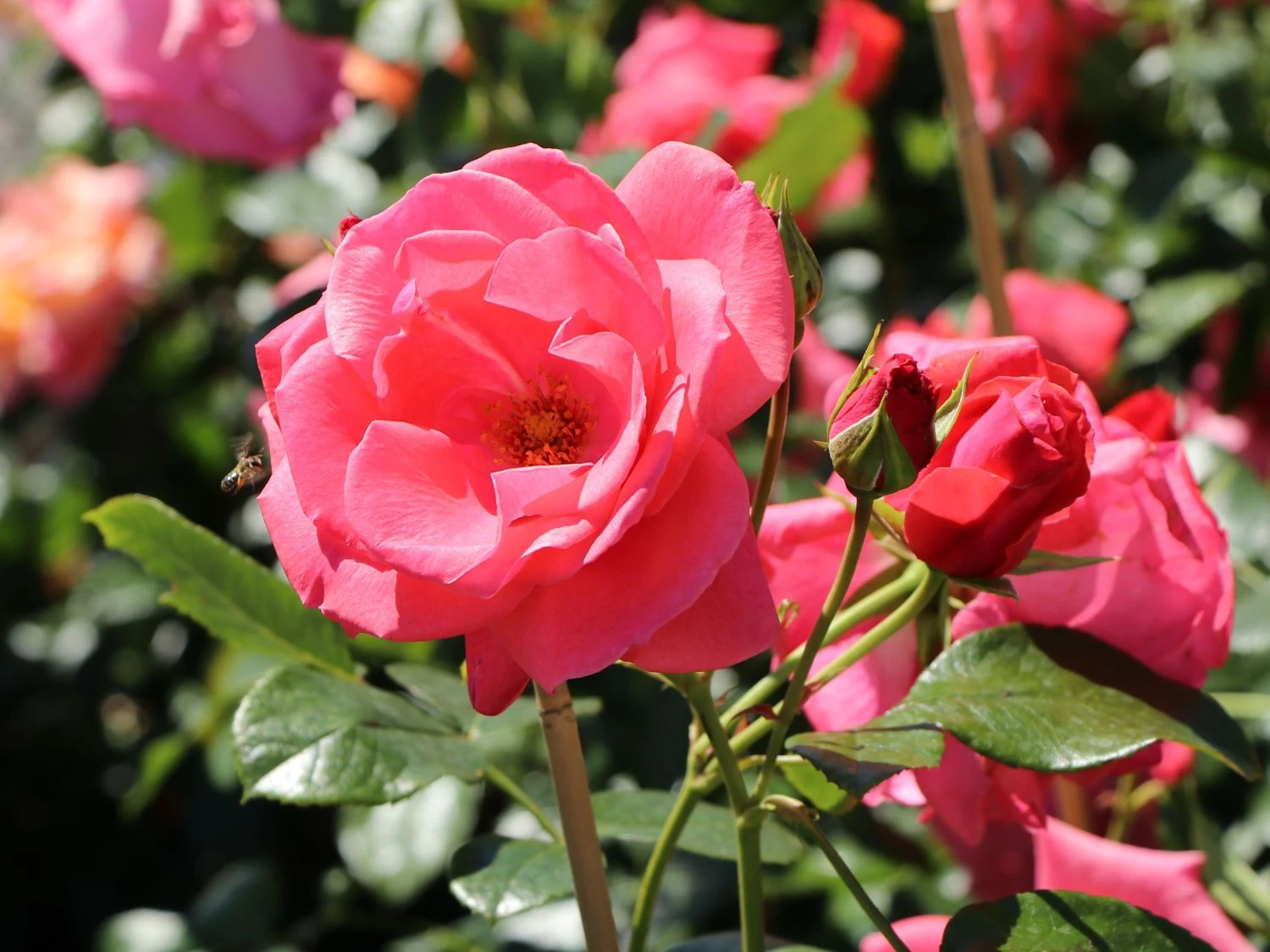 Kletterrose 'Lawinia' ® 2 Kletterrose 'Lawinia' ® – Bild 2