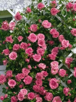 Kletterrose 'Lawinia' ® 22 Kletterrose 'Lawinia' ® -Deutschland Garten Funk Verkaufs-Shop kletterrose lawinia m003360 w 3