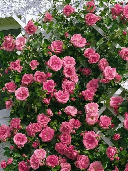 Kletterrose 'Lawinia' ® 10 Kletterrose 'Lawinia' ® – Bild 10