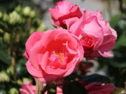 Kletterrose 'Lawinia' ® 21 Kletterrose 'Lawinia' ® -Deutschland Garten Funk Verkaufs-Shop kletterrose lawinia m003360 w 4