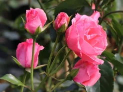 Kletterrose 'Lawinia' ® 15 Kletterrose 'Lawinia' ® -Deutschland Garten Funk Verkaufs-Shop kletterrose lawinia m003360 w 5