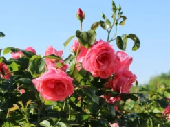 Kletterrose 'Lawinia' ® 18 Kletterrose 'Lawinia' ® -Deutschland Garten Funk Verkaufs-Shop kletterrose lawinia m003360 w 7