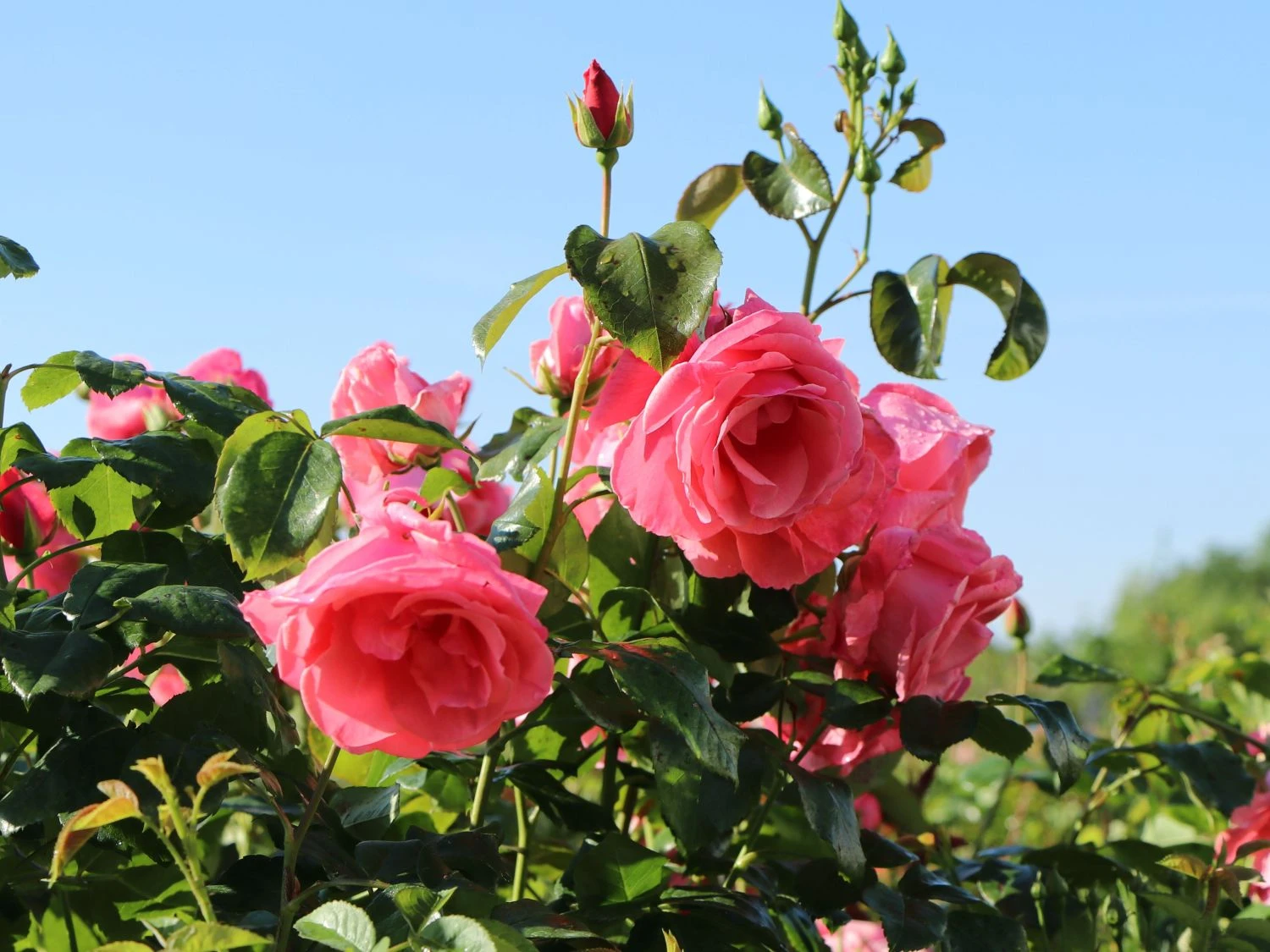 Kletterrose 'Lawinia' ® 6 Kletterrose 'Lawinia' ® – Bild 6