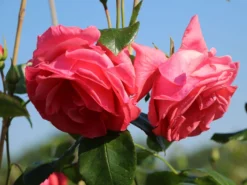 Kletterrose 'Lawinia' ® 20 Kletterrose 'Lawinia' ® -Deutschland Garten Funk Verkaufs-Shop kletterrose lawinia m003360 w 8