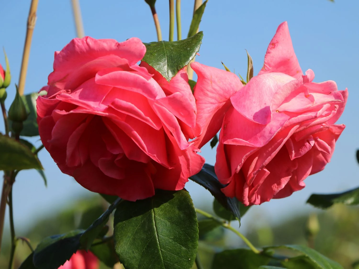 Kletterrose 'Lawinia' ® 8 Kletterrose 'Lawinia' ® – Bild 8