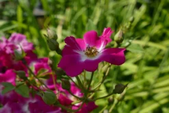 Kletterrose 'Libertas' ® -Deutschland Garten Funk Verkaufs-Shop kletterrose libertas m101965 1214579 0