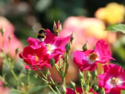 Kletterrose 'Libertas' ® -Deutschland Garten Funk Verkaufs-Shop kletterrose libertas m101965 w 1