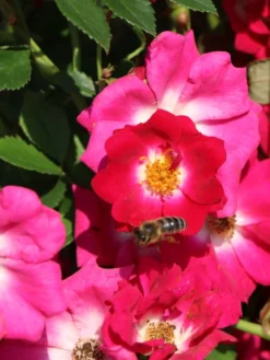 Kletterrose 'Libertas' ® -Deutschland Garten Funk Verkaufs-Shop kletterrose libertas m101965 w 3