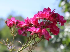 Kletterrose 'Libertas' ® -Deutschland Garten Funk Verkaufs-Shop kletterrose libertas m101965 w 4