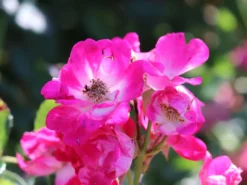 Kletterrose 'Libertas' ® -Deutschland Garten Funk Verkaufs-Shop kletterrose libertas m101965 w 5