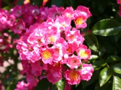 Kletterrose 'Maria Lisa' -Deutschland Garten Funk Verkaufs-Shop kletterrose maria lisa m058176 w 2