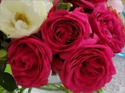 Kletterrose 'Maritim' ® -Deutschland Garten Funk Verkaufs-Shop kletterrose maritim m054831 1189819 1