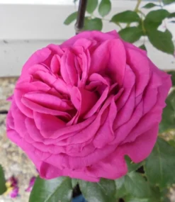 Kletterrose 'Maritim' ® -Deutschland Garten Funk Verkaufs-Shop kletterrose maritim m054831 193676 0