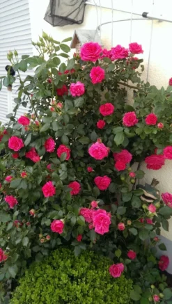 Kletterrose 'Maritim' ® -Deutschland Garten Funk Verkaufs-Shop kletterrose maritim m054831 312540 0