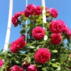 Kletterrose 'Maritim' ®
