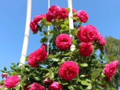 Kletterrose 'Maritim' ®