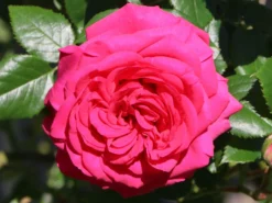 Kletterrose 'Maritim' ® -Deutschland Garten Funk Verkaufs-Shop kletterrose maritim m054831 w 1