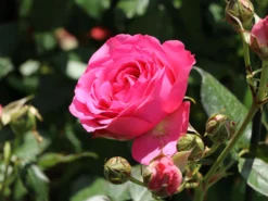 Kletterrose 'Maritim' ® -Deutschland Garten Funk Verkaufs-Shop kletterrose maritim m054831 w 2