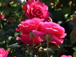 Kletterrose 'Maritim' ® -Deutschland Garten Funk Verkaufs-Shop kletterrose maritim m054831 w 4