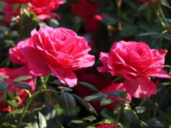 Kletterrose 'Maritim' ® -Deutschland Garten Funk Verkaufs-Shop kletterrose maritim m054831 w 5