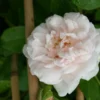 Kletterrose 'Mme Alfred Carriere'
