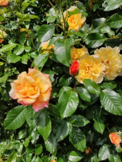 Kletterrose 'Moonlight' ® -Deutschland Garten Funk Verkaufs-Shop kletterrose moonlight m003522 175895 0