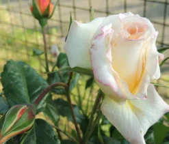 Kletterrose 'Moonlight' ® -Deutschland Garten Funk Verkaufs-Shop kletterrose moonlight m003522 494932 0