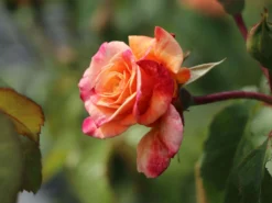 Kletterrose 'Moonlight' ® -Deutschland Garten Funk Verkaufs-Shop kletterrose moonlight m003522 w 0