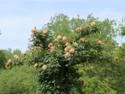 Kletterrose 'Moonlight' ® -Deutschland Garten Funk Verkaufs-Shop kletterrose moonlight m003522 w 1