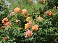 Kletterrose 'Moonlight' ® -Deutschland Garten Funk Verkaufs-Shop kletterrose moonlight m003522 w 2