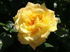 Kletterrose 'Moonlight' ® -Deutschland Garten Funk Verkaufs-Shop kletterrose moonlight m003522 w 3