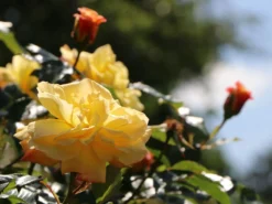 Kletterrose 'Moonlight' ® -Deutschland Garten Funk Verkaufs-Shop kletterrose moonlight m003522 w 4