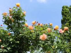 Kletterrose 'Moonlight' ® -Deutschland Garten Funk Verkaufs-Shop kletterrose moonlight m003522 w 6