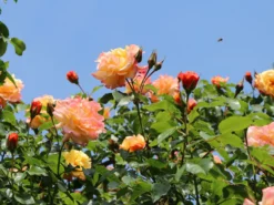 Kletterrose 'Moonlight' ® -Deutschland Garten Funk Verkaufs-Shop kletterrose moonlight m003522 w 7