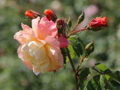 Kletterrose 'Moonlight' ® -Deutschland Garten Funk Verkaufs-Shop kletterrose moonlight m003522 w 9