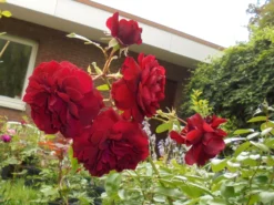 Kletterrose 'Naheglut' -Deutschland Garten Funk Verkaufs-Shop kletterrose naheglut m009431 430730 0