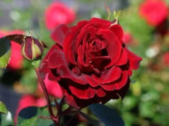 Kletterrose 'Naheglut'